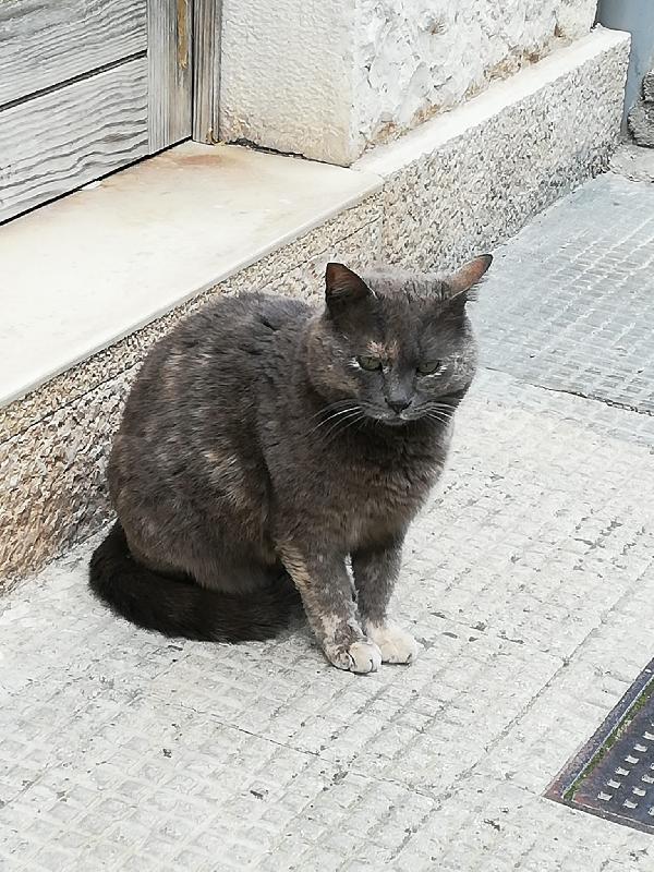 Raviolina randagia in cerca di coccole costanti Foto 7